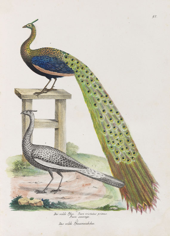 Heinrich Rudolf Schinz - Naturgeschichte der Vögel. 2 Bde. - Weitere Abbildung