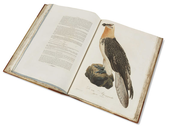 Johann Conrad Susemihl - Teutsche Ornithologie - Weitere Abbildung
