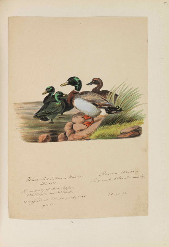 Heinrich Gottlieb Ludwig Reichenbach - Sammelband mit ornithologischen Orig.-Zeichnungen