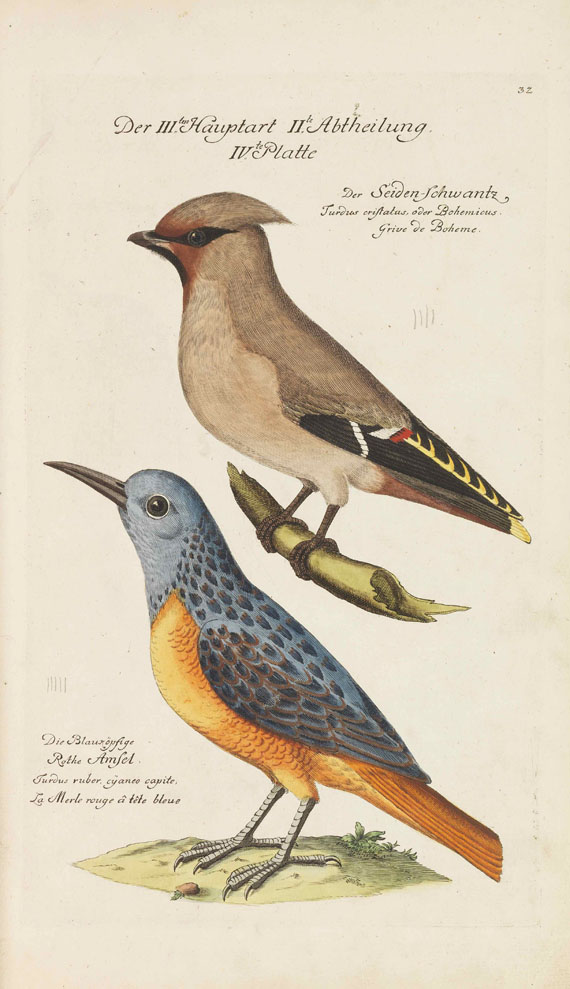 Johann Leonhard Frisch - Vorstellung der Vögel in Deutschland - Weitere Abbildung