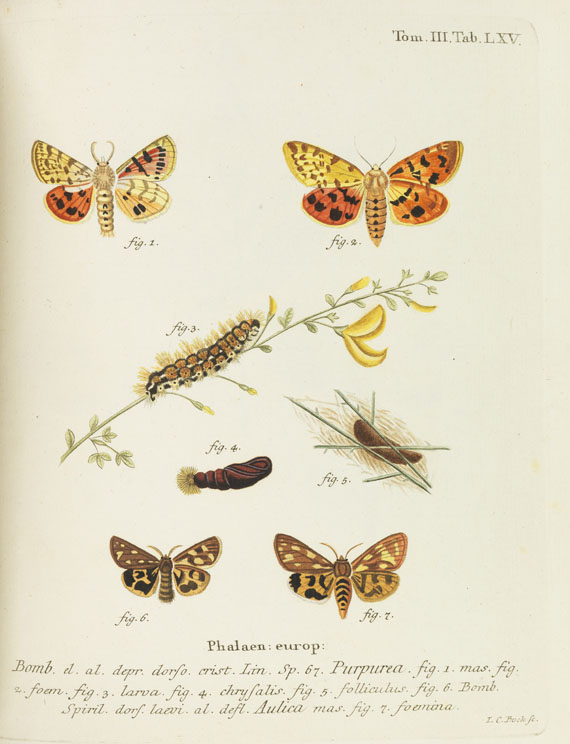 Johann Christoph Esper - Schmetterlinge + Ausländische Schmetterlinge, zus. 20 Bände - Weitere Abbildung