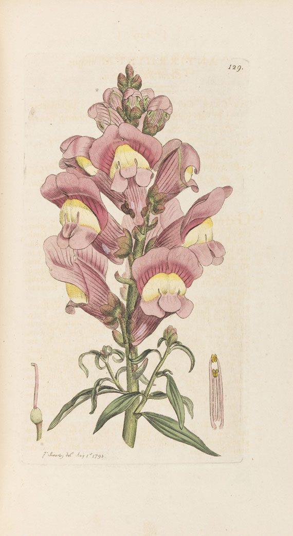 James Sowerby - English botany. 36 Bände