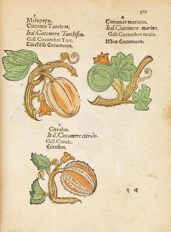   - Plantarum, arborum, fructium, et herbarum effigies - Weitere Abbildung