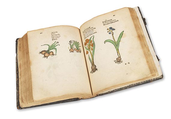   - Plantarum, arborum, fructium, et herbarum effigies - Weitere Abbildung