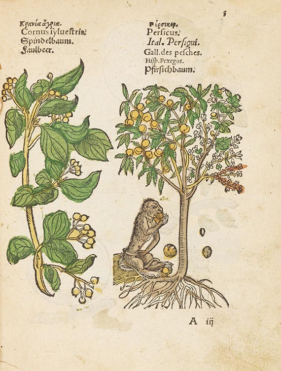 Plantarum - Plantarum, arborum, fructium, et herbarum effigies
