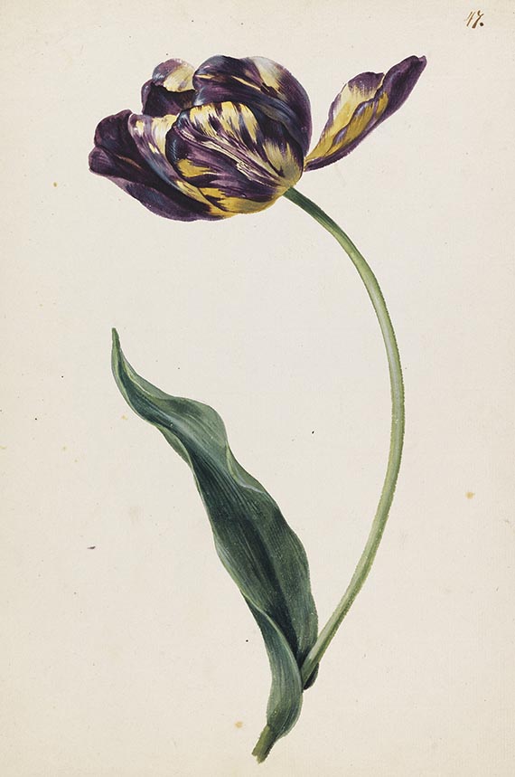 Franz Blaschek - Blumenstudien: Tulpe und Zaunwinde - Weitere Abbildung