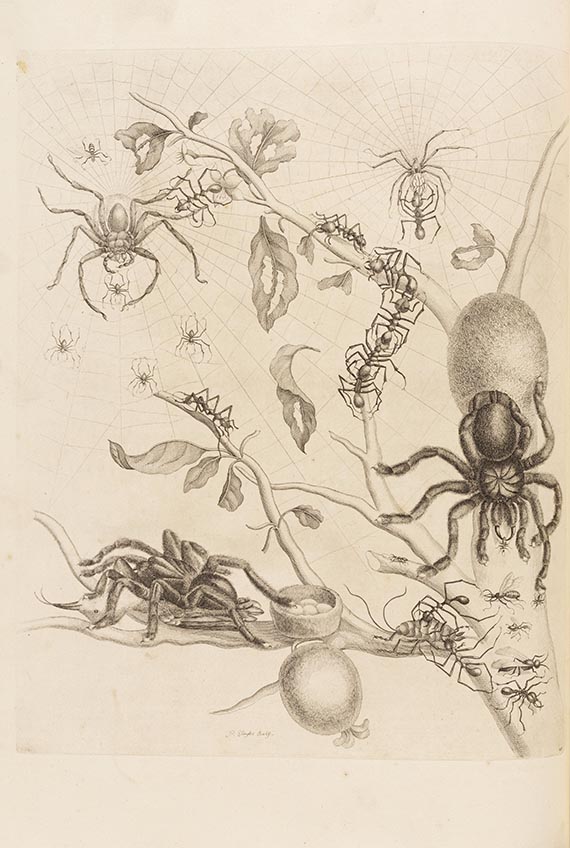Maria Sibylla Merian - De Europische Insecten. Angebunden: Surinaamsche Insecten - Weitere Abbildung