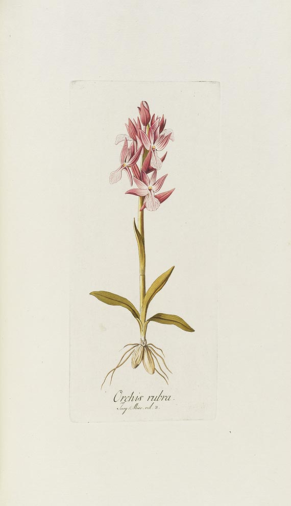 Nicolaus Joseph Jacquin - Icones plantarum rariorum - Weitere Abbildung