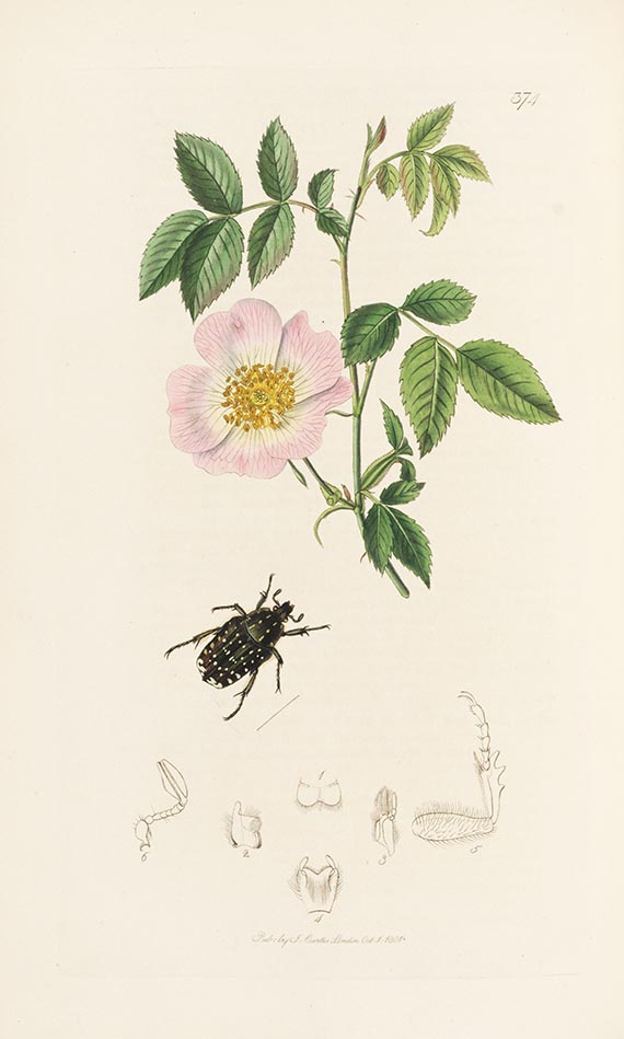 John Curtis - British Entomology