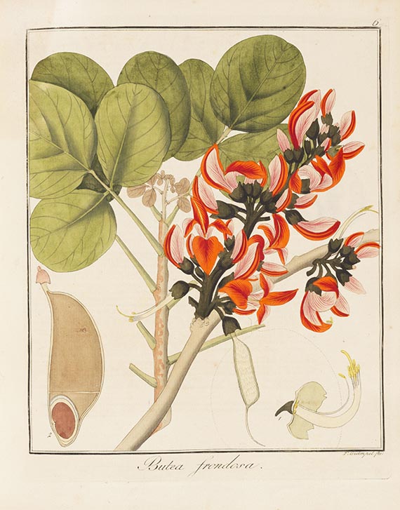 Friedrich Gottlob Hayne - Getreue Darstellung und Beschreibung der ... Gewächse. Bde. 9-12 in 2 Bdn.