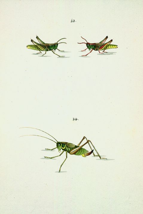   - Faunae insectorum Helvetiae