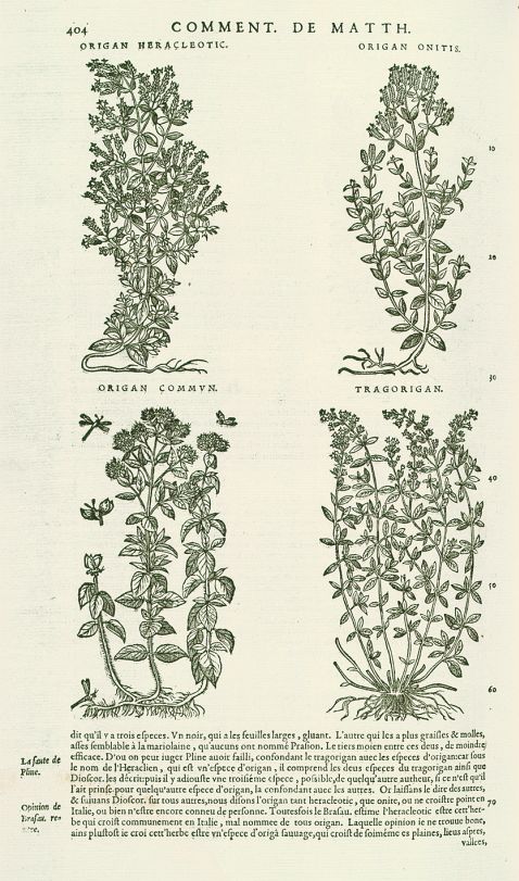 Matthiolus, P. A. - Commentaires