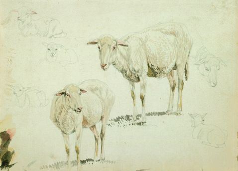 Wilhelm von Kobell - Zwei stehende Schafe und Schafstudien (Skizzenbuchblatt)