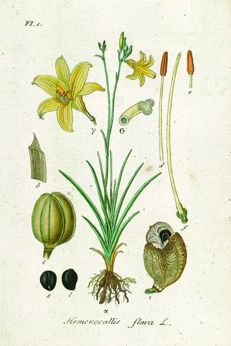 Jacob Sturm - Deutschlands Flora. 1798ff.