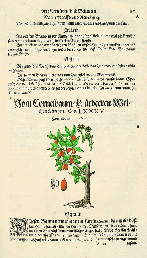 Pietro Andrea Matthiolus - Kreutterbuch. 1600.