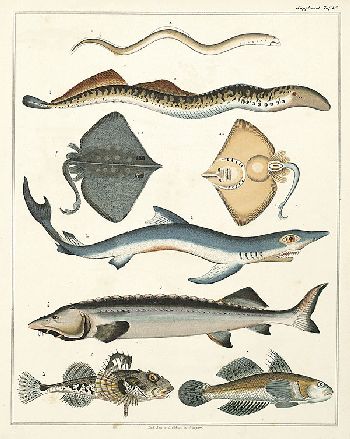Lorenz Oken - Allg. Naturgeschichte. 1833-43.
