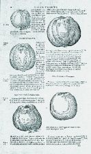 Jean Bauhin - Historia Plantarum. Bd. I u. III (von 3). 1650.