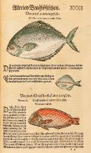 Conrad Gesner - Thierbuch/Vogelbuch/Fischbuch