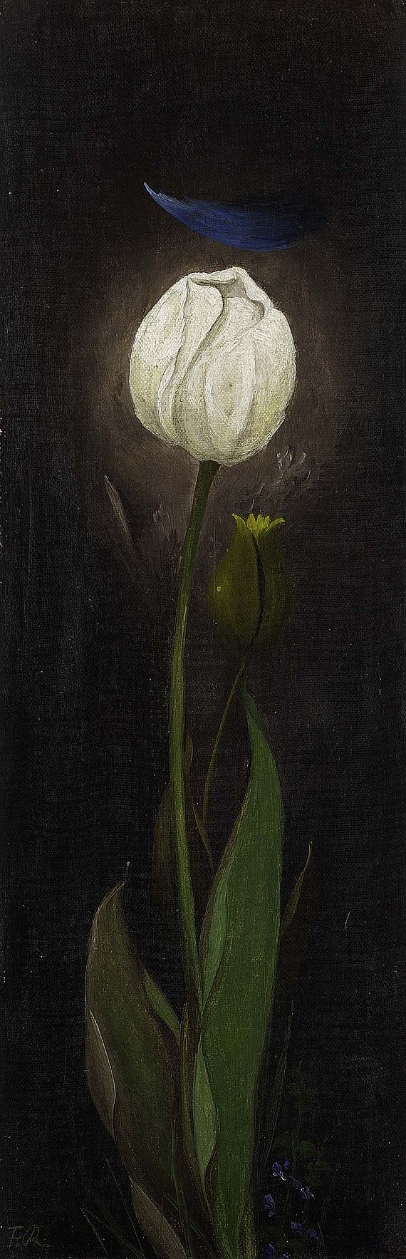 Franz Radziwill - Weiße Tulpe