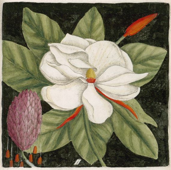 Mark Catesby - Hortus europae americanus