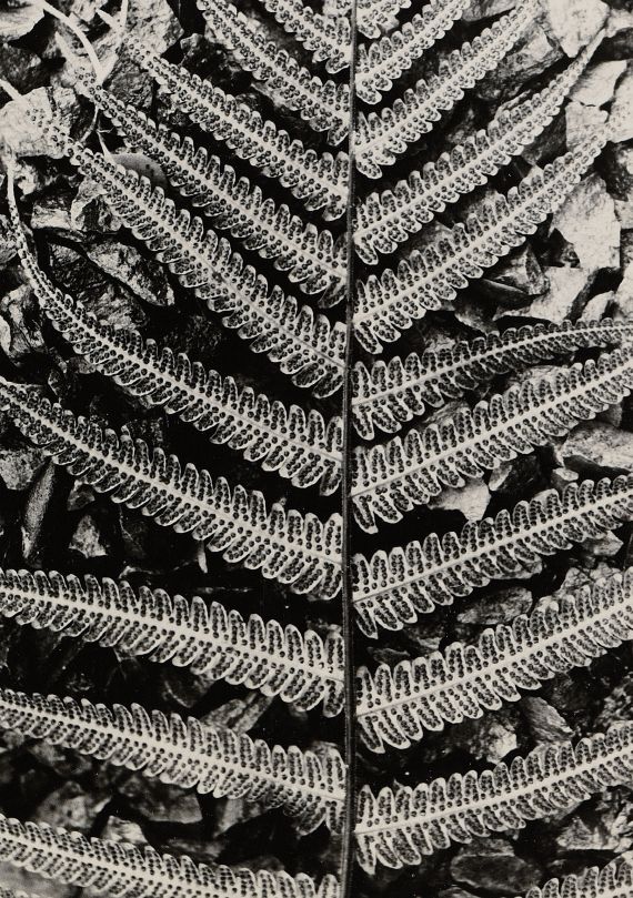 Albert Renger-Patzsch - Filicinae Nephrodium molle