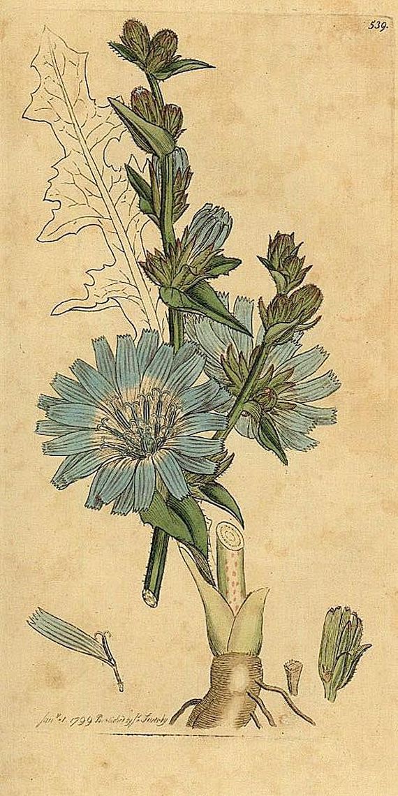 James Edward Smith - English botany. Bd. IV. 1795.