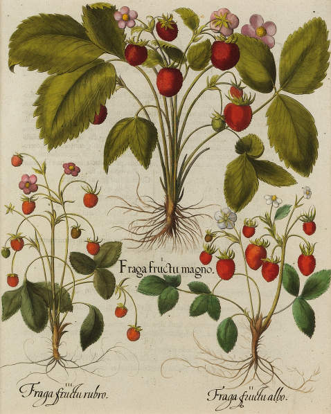 Basilius Besler - Fraga fructu magno/Großfrüchtige Erdbeere.