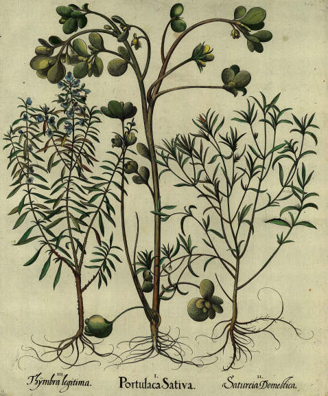 Basilius Besler - Portulaca Sativa/Gemüse-Portulak.