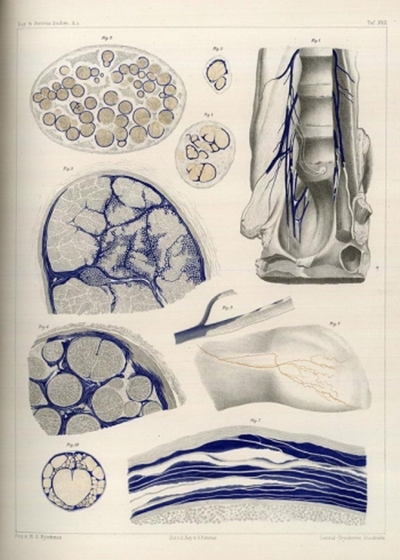 Axel Key - Studien in der Anatomie, 2 Bde. 1875-76.