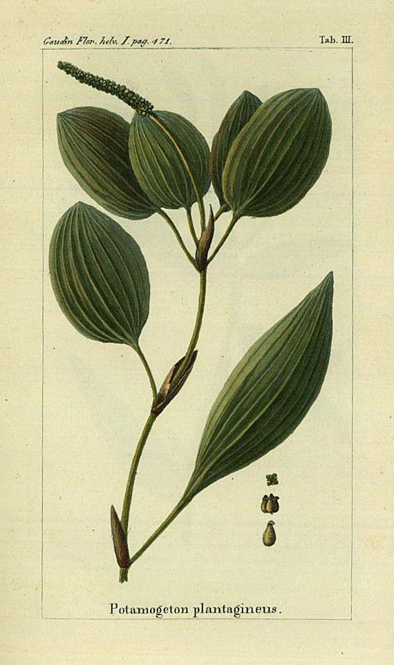 Jean Francois G. Ph. Gaudin - Flora Helvetica, 7 Bde. 1828.