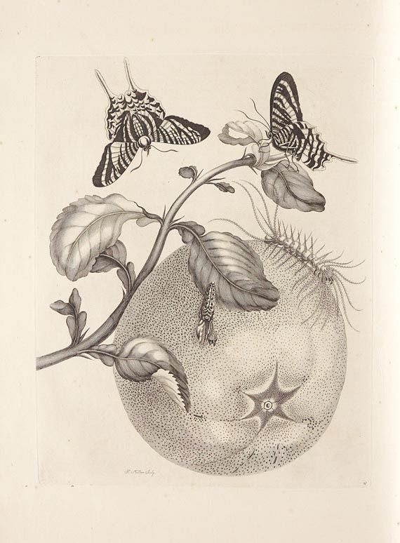 Maria Sibylla Merian - Surinaamsche Insecten. 1730 - Weitere Abbildung