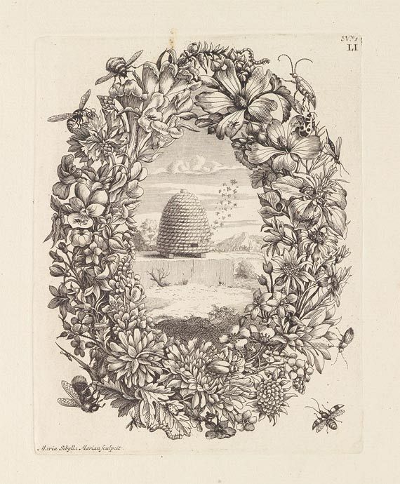 Maria Sibylla Merian - Surinaamsche Insecten. 1730 - Weitere Abbildung