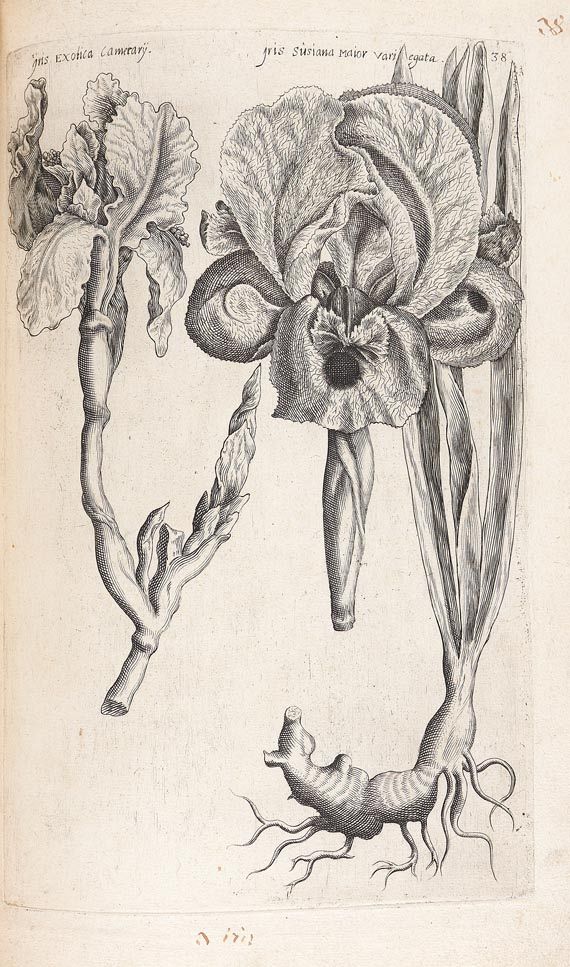 Emanuel Sweertius - Florilegium. 1612 - Weitere Abbildung