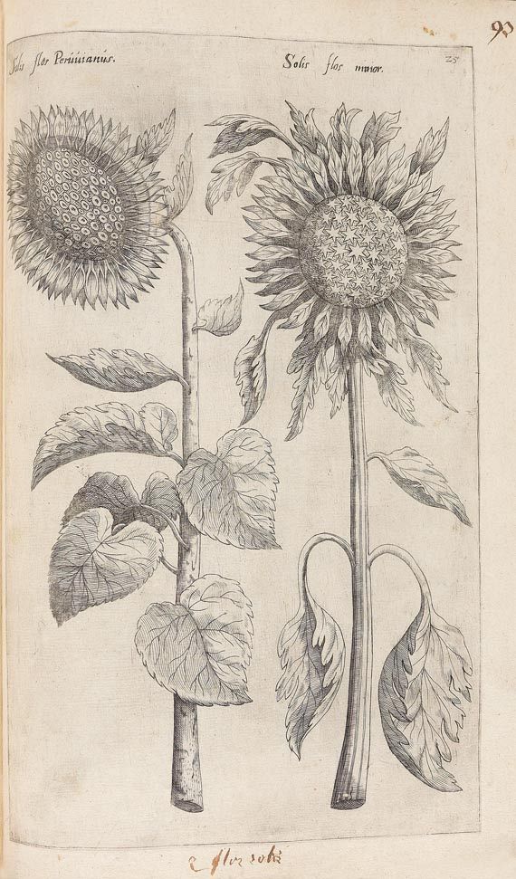 Emanuel Sweertius - Florilegium. 1612