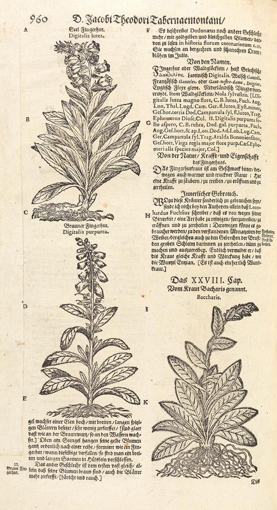 Jacobus Theodorus Tabernaemontanus - Kräuter-Buch. 1687
