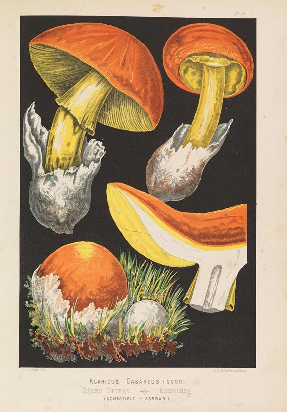 Fritz Leuba - Les Champignons, 1890.