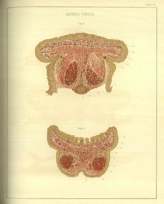 Ludwig Ferdinand - Zur Anatomie der Zunge.