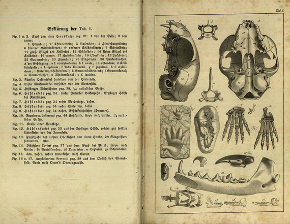 Friedrich August Quenstedt - Handbuch der Petrefaktenkunde, 2 Bde., 1852.