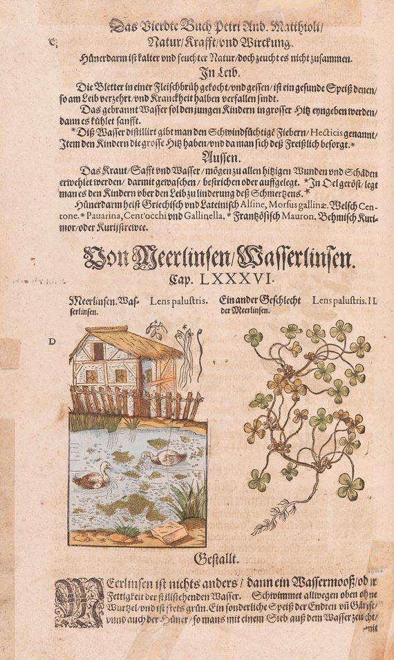 Pietro Andrea Matthiolus - Kreutter Buch, 1626