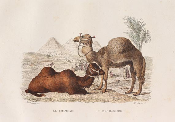 Georges Louis Leclerc comte de Buffon - Oeuvres complètes 8 Bde. 1844 - Weitere Abbildung