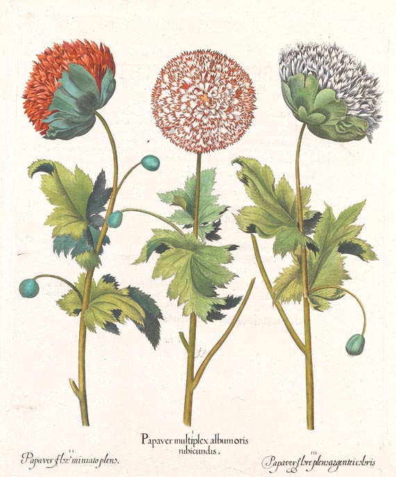 Blumen und Pflanzen - Papaver multiplex, 1613