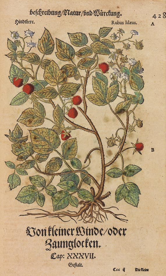 Pietro Andrea Matthiolus - Kräuterbuch 1563 - Weitere Abbildung