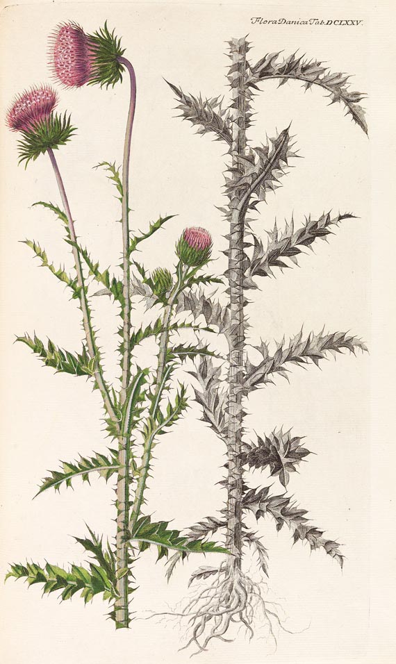 Georg Christian Oeder - Flora Danica, 1766, 29 Hefte in 15 Bdn. - Weitere Abbildung