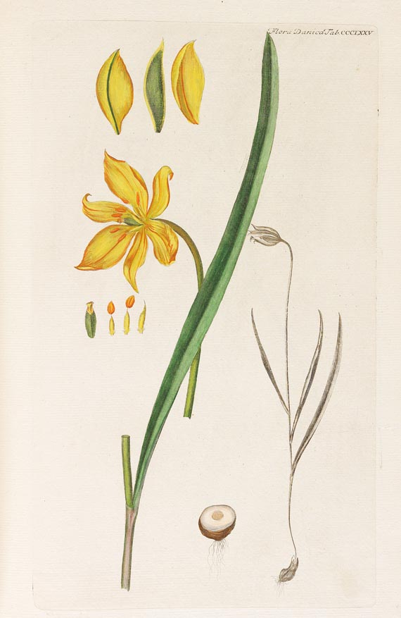 Georg Christian Oeder - Flora Danica, 1766, 29 Hefte in 15 Bdn. - Weitere Abbildung