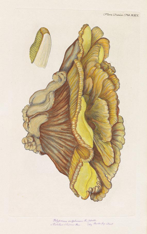 Georg Christian Oeder - Flora Danica, 1766, 29 Hefte in 15 Bdn. - Weitere Abbildung