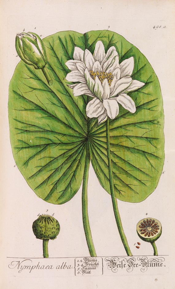   - Herbarium Blackwellianum. 6 Bde. 1750 - Weitere Abbildung