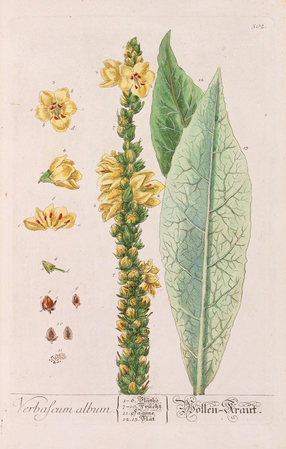   - Herbarium Blackwellianum. 6 Bde. 1750 - Weitere Abbildung