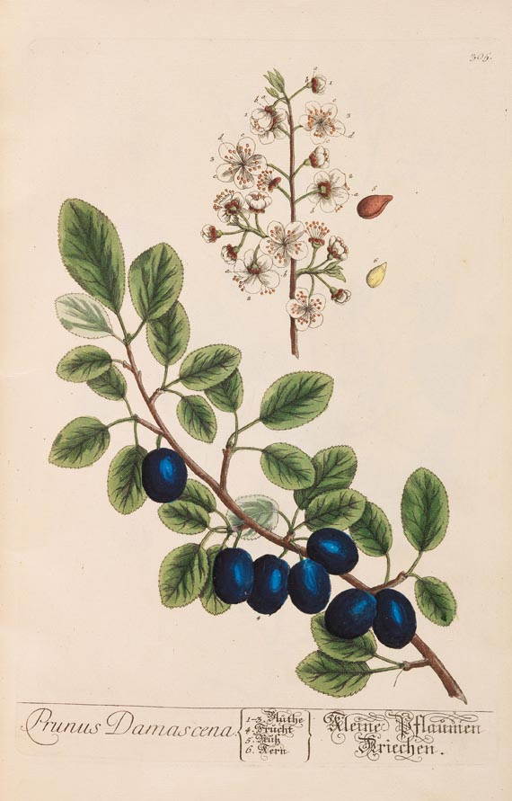   - Herbarium Blackwellianum. 6 Bde. 1750 - Weitere Abbildung