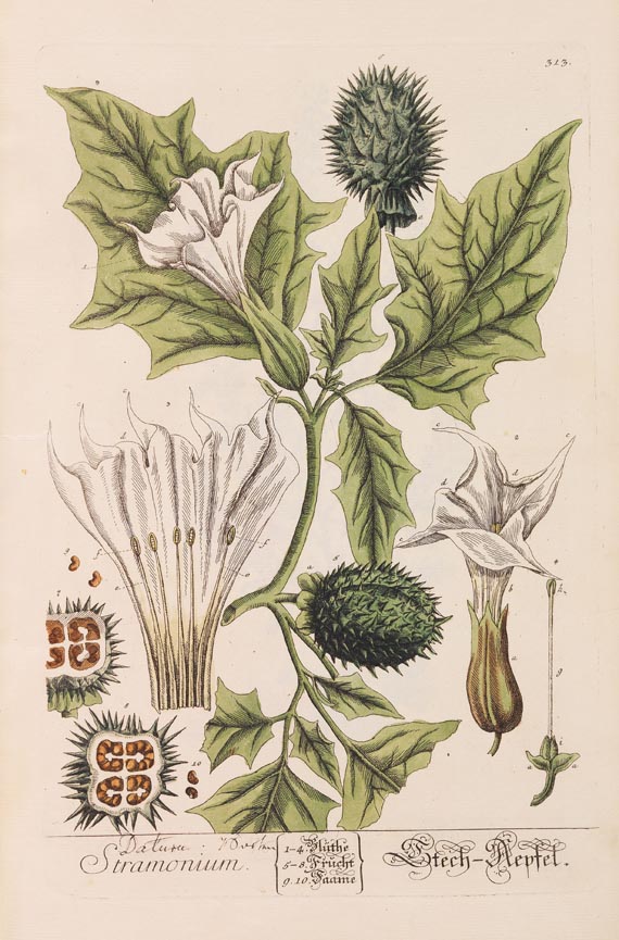   - Herbarium Blackwellianum. 6 Bde. 1750 - Weitere Abbildung