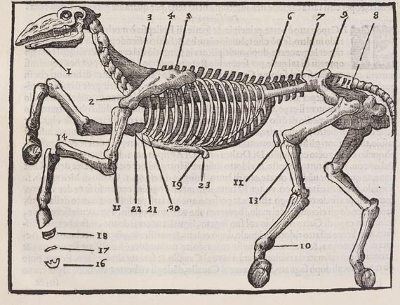 Pirro Antonio Ferraro - Cavallo frenato (1620)